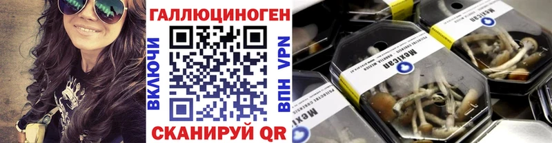 как найти   Сосновый Бор  Галлюциногенные грибы GOLDEN TEACHER 
